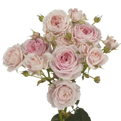 Růžová růže trsová ROSA LOVES ME WITH FATAL ATTRACTION