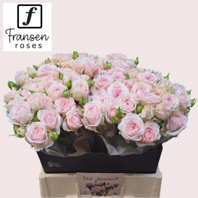 Růžová růže trsová ROSA LOVES ME WITH FATAL ATTRACTION