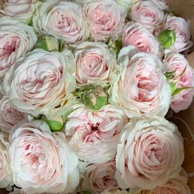 Růžová růže trsová ROSA LOVES ME WITH FATAL ATTRACTION