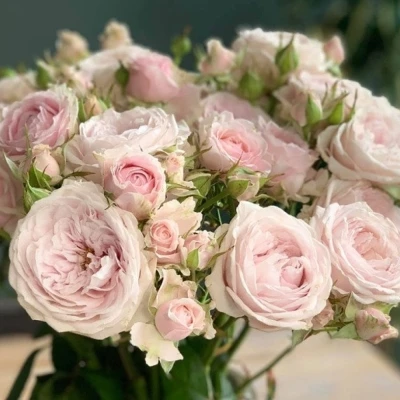 Růžová růže trsová ROSA LOVES ME WITH FATAL ATTRACTION