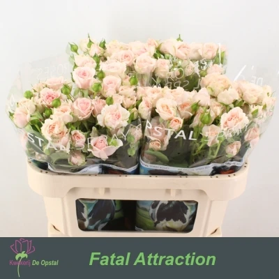 Růžová růže trsová ROSA LOVES ME WITH FATAL ATTRACTION