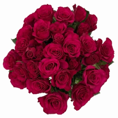 Růžová růže trsová ROSEBERRY