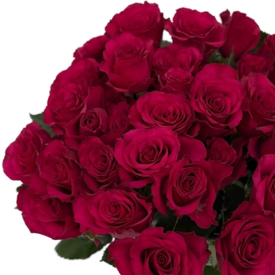 Růžová růže trsová ROSEBERRY