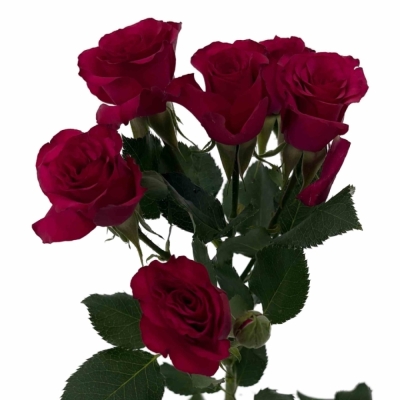 Růžová růže trsová ROSEBERRY