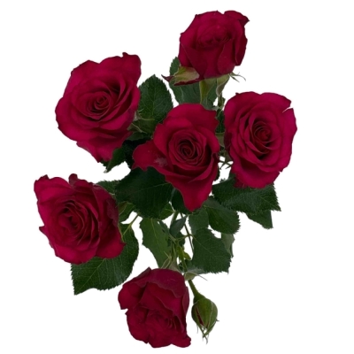 Růžová růže trsová ROSEBERRY