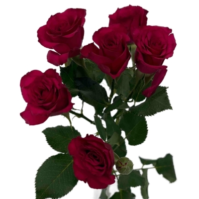 Růžová růže trsová ROSEBERRY