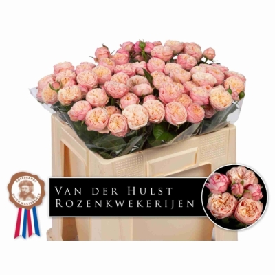 Růžová růže trsová ROYAL BLUSH