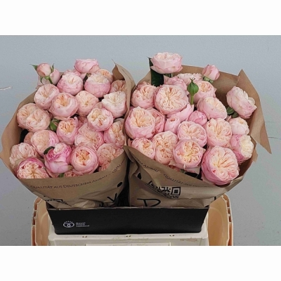 Růžová růže trsová ROYAL BLUSH