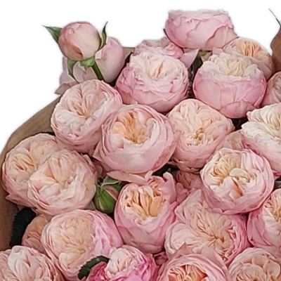 Růžová růže trsová ROYAL BLUSH