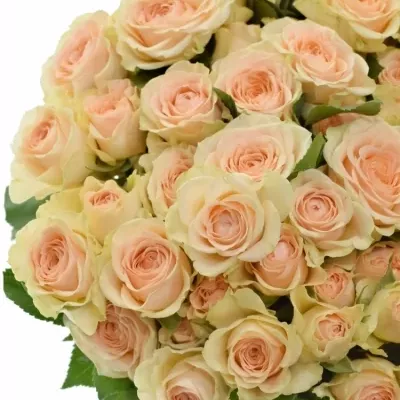 Růžová růže trsová SANCERRE 40cm/4+