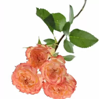 Růžová růže trsová SHOW FLOW