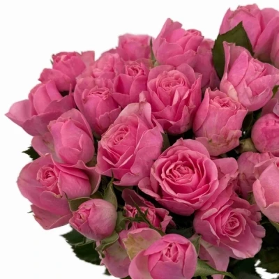 Růžová růže trsová SILVA PINK+ 40cm / 3+