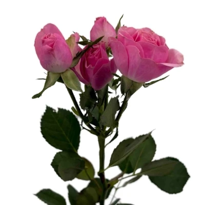 Růžová růže trsová SILVA PINK 