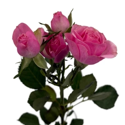 Růžová růže trsová SILVA PINK 