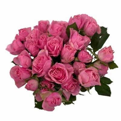 Růžová růže trsová SILVA PINK 