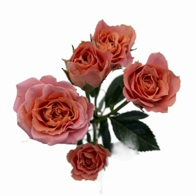 Růžová růže trsová SUNDIAL