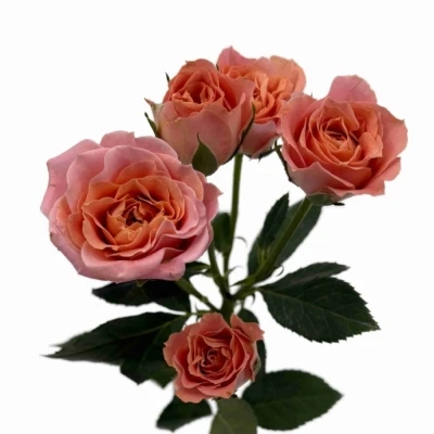 Růžová růže trsová SUNDIAL