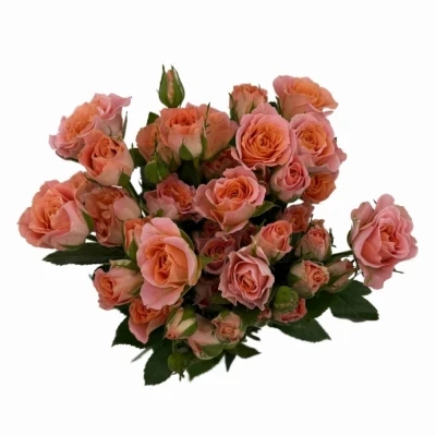 Růžová růže trsová SUNDIAL