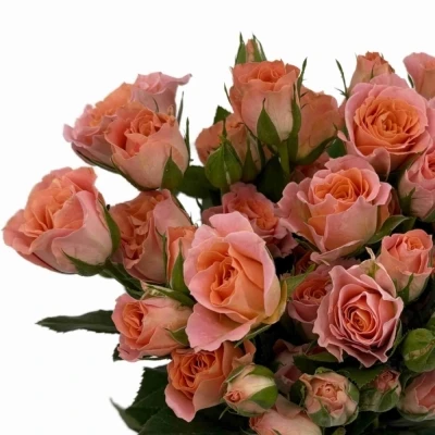 Růžová růže trsová SUNDIAL