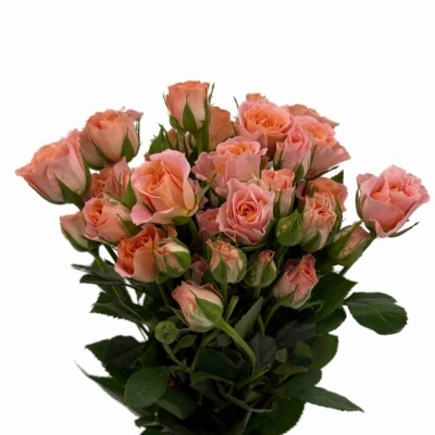 Růžová růže trsová SUNDIAL