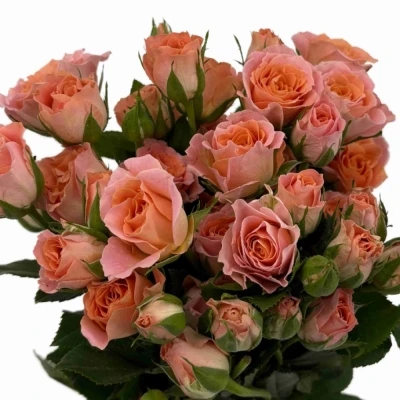 Růžová růže trsová SUNDIAL