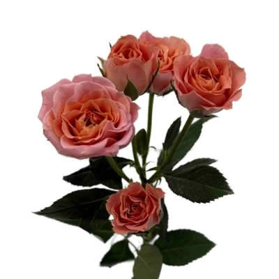 Růžová růže trsová SUNDIAL