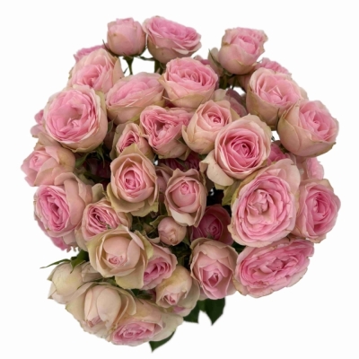 Růžová růže trsová SWEET BLOSSOMS
