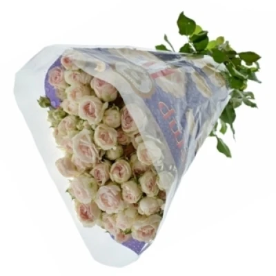 Růžová růže trsová SWEET PORCELINA