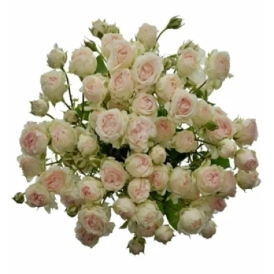 Růžová růže trsová SWEET PORCELINA