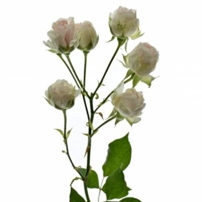 Růžová růže trsová SWEET PORCELINA