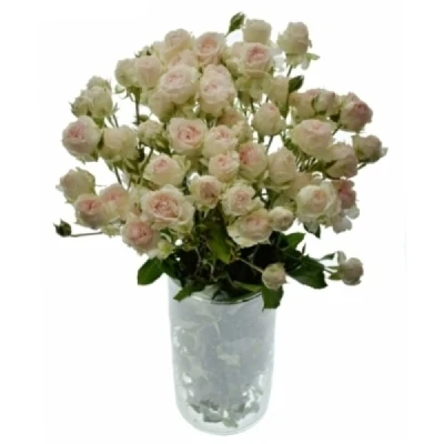 Růžová růže trsová SWEET PORCELINA