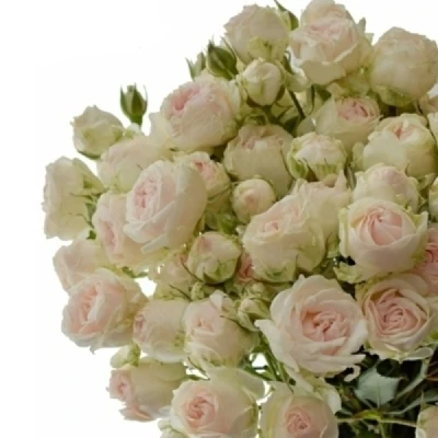 Růžová růže trsová SWEET PORCELINA