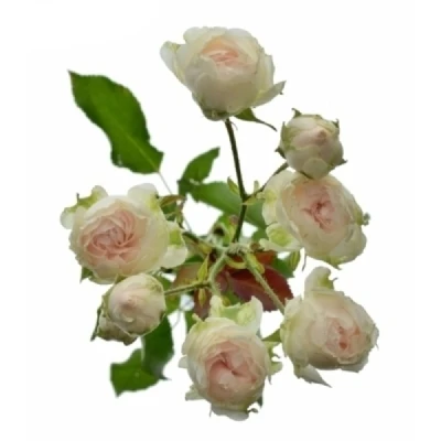 Růžová růže trsová SWEET PORCELINA