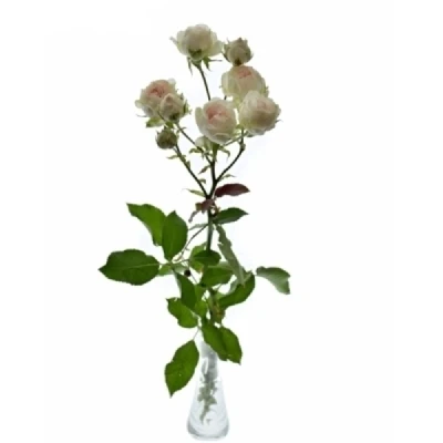 Růžová růže trsová SWEET PORCELINA