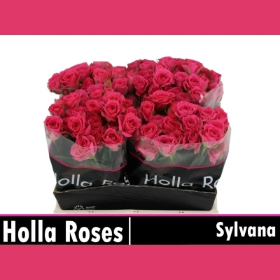 Růžová růže trsová SYLVANA