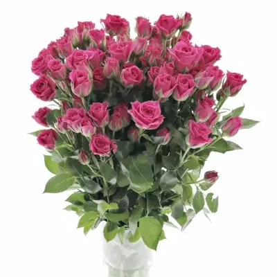 Růžová růže trsová TESSA 40cm/5+ (S)