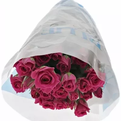 Růžová růže trsová TESSA 40cm/5+ (S)