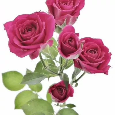 Růžová růže trsová TESSA 40cm/5+ (S)