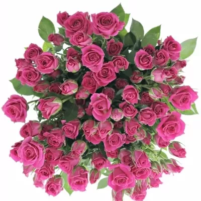 Růžová růže trsová TESSA 40cm/5+ (S)