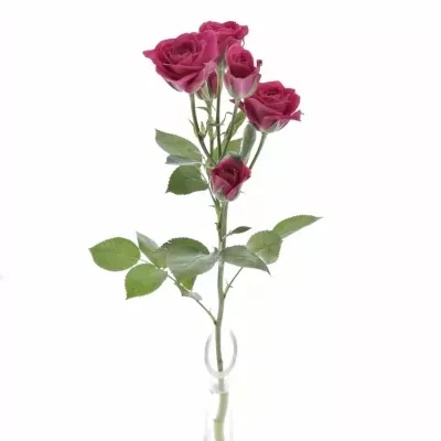 Růžová růže trsová TESSA 40cm/5+ (S)