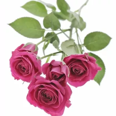 Růžová růže trsová TESSA 40cm/5+ (S)
