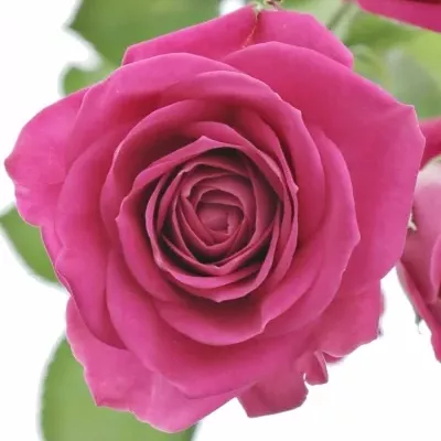 Růžová růže trsová TESSA 40cm/5+ (S)