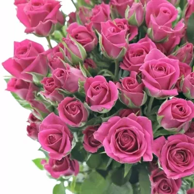 Růžová růže trsová TESSA 50cm/5+ 
