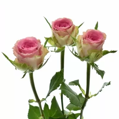 Růžová růže trsová TIMES SQUARE 50cm/3+ (M)