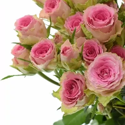 Růžová růže trsová TIMES SQUARE 50cm/3+ (M)