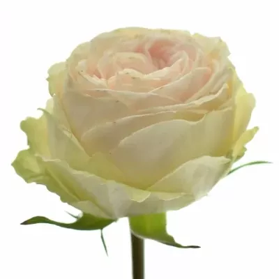 Růžová růže trsová TR GALINA 60cm /5+ (M)