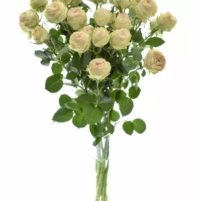 Růžová růže trsová TR GALINA 60cm /5+ (M)