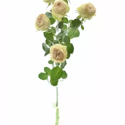 Růžová růže trsová TR GALINA 60cm /5+ (M)