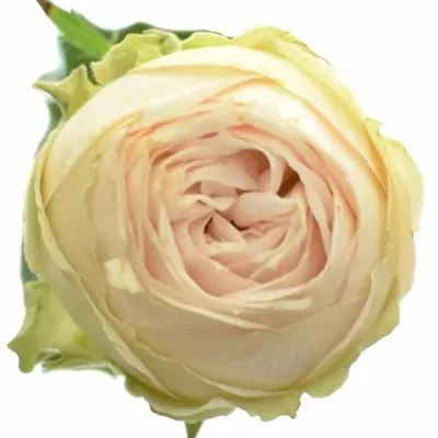 Růžová růže trsová TR GALINA 60cm /5+ (M)