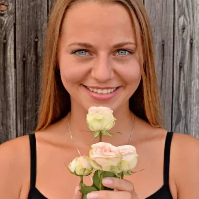 Růžová růže trsová TR GALINA 60cm /5+ (M)